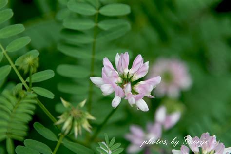 Whats Blooming Now Crown Vetch Coronilla Varia