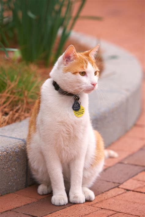 Check out our orange and white cat selection for the very best in unique or custom, handmade pieces from our shops. 25 Names for Southern Cats - Southern Living
