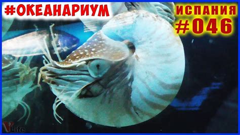 Check spelling or type a new query. Океанариум #Барселона 🔴 Часть 1.🐠 Испания влог #046 🐟🐬🦈 ...