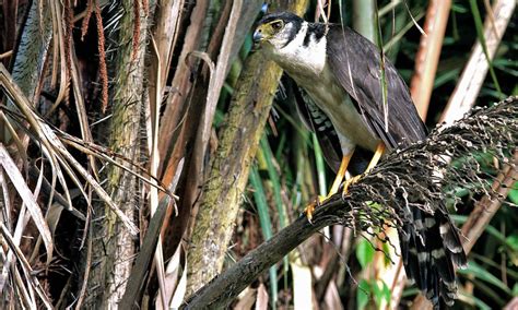 Collared Forest Falcon Introduction Neotropical Birds