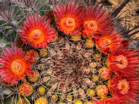 Arizona state flower, saguaro cactus blooms. When Does a Barrel Cactus Bloom? | World of Succulents