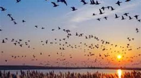 Spring Bird Migration Lights Out Texas Explore Lone Star Coastal