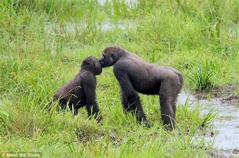 Nouabale Ndoki National Parks Gorilla Siblings Hug Daily Mail Online