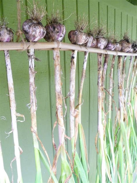 Diy Garlic Drying Rack Photo © Rebecca Rockefeller Macrame Plant