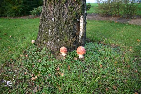 061107 1504 09 Fly Agaric Amanita Muscaria Poisonous M Flickr