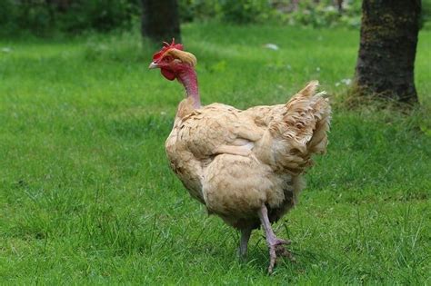 Naked Neck Chicken Characteristics Origin Breed Info And Lifespan My