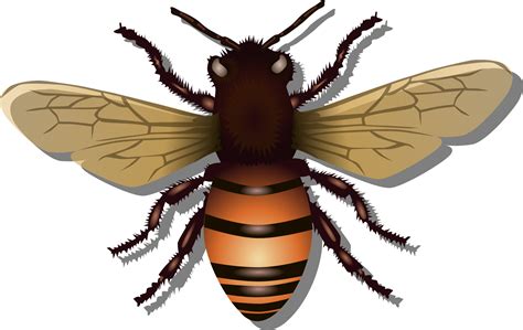Honey Bee Vector Clipart Image Free Stock Photo Public Domain Photo