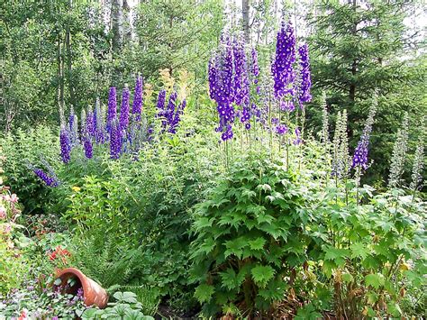 Best Perennial Flowers For Full Shade Easy To Grow Annual Shade