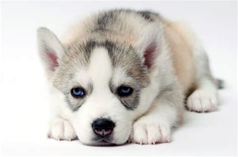 Find husky breeders near you using our searchable directory. Siberian Husky Puppies for Sale in CT Breeder