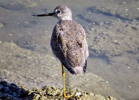 amateurnithologist: Totally Different Birds: Greater Yellowlegs vs. Willet