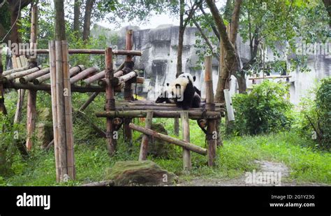 Two Cute Happy Young Giant Pandas Playing Together Stock Video Footage