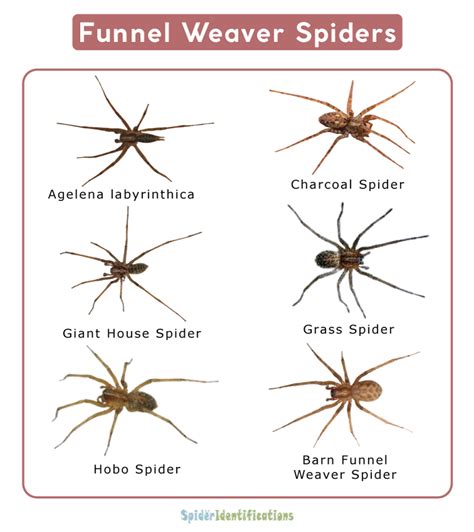 Funnel Weaver Spiders Agelenidae Facts Identifications And Pictures