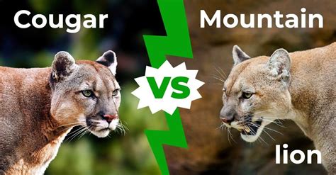 Cougar Vs Mountain Lion What Are The Differences Az Animals