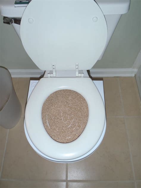 Can you train older cats to use the toilet, or just kittens? How To Train A Cat To Use A Toilet - Cats Types