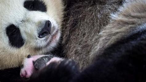 Baby Panda Born In France Celebrates 1st Month Anniversary The Hindu