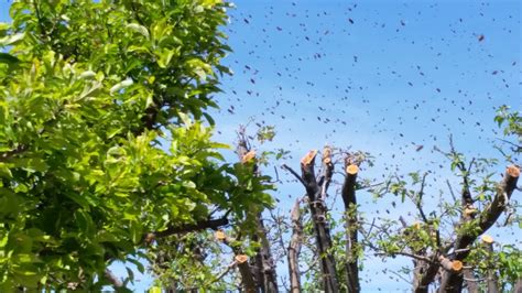 Bee Season Balls Of Bees In Trees Swarms What You Need To Know