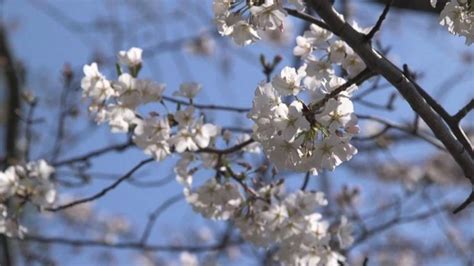 Cherry Blossoms Could Be Seriously Damaged By Upcoming Cold Snap
