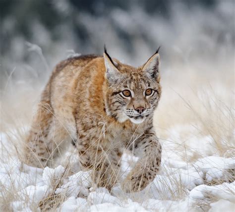 Eurasian Lynx Lynx Lynx About Animals
