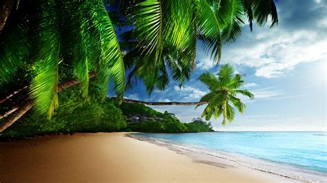 Beach Ocean Palm Tree Sea Seashore Tropical Wallpaper Resolution