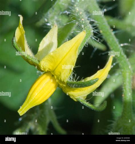 Tomato Flowers In A Garden Setting Stock Photo Alamy