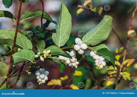 A Brush Of White And Green Berries Svidina White With Green Leaves In