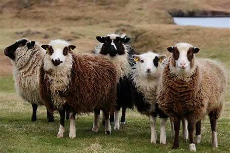 Shetland Sheep Colors Transborder Media