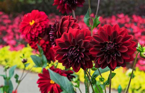 When To Plant Dahlias For Bold Blooms And Beautiful Cut Flowers