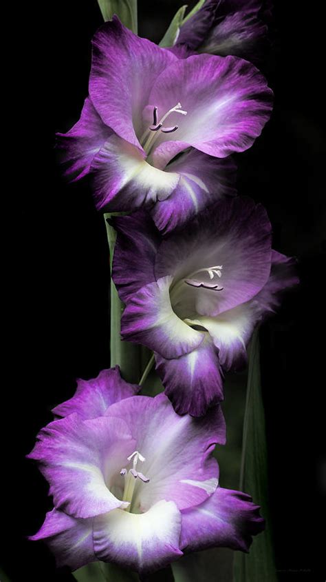 Purple Gladiola Flowers Evening Light Photograph By Jennie Marie Schell