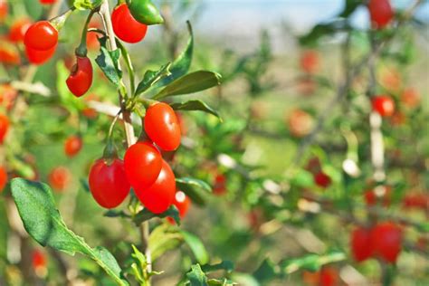 Haie fruitière 10 arbustes pour réaliser des haies de fruits