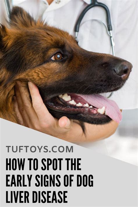 How To Spot The Early Signs Of Liver Disease In Dogs Liver Disease