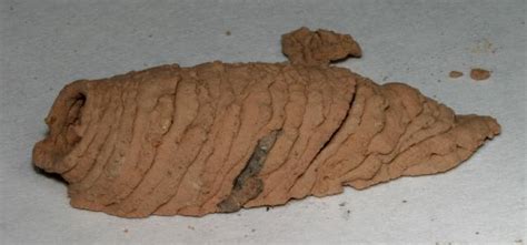 Mud Dauber Nest With Spiders The Backyard Arthropod Project