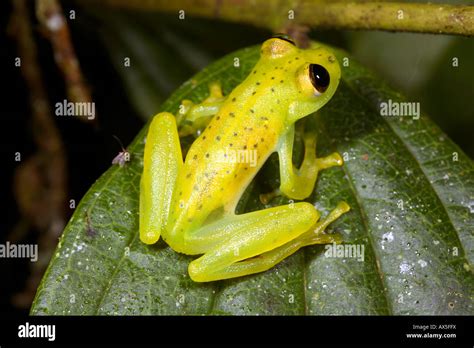 Glass Frog Centrolene Prosoblepon From Cloudforest In Western Ecuador