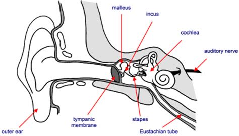 Ear