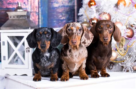 Dachshund colours, sizes and physical characteristics