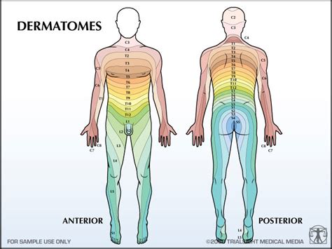Dermatomes And Myotomes UE Diagram Quizlet