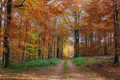 Autumn Forest Walking Path Image Free Stock Photo Public Domain