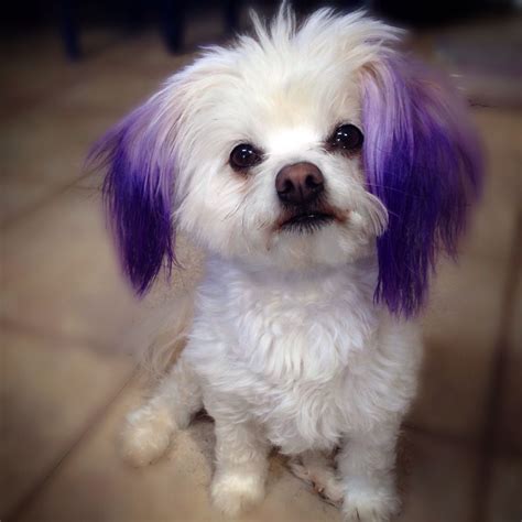 He got a black dog because it was at the pound getting ready for a lethal injection barking pick me pick me. I dyed Marilyn's ears with purple food coloring, not hair ...