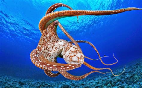 Octopus Hd Wallpapers Earth Blog Octopus Pictures