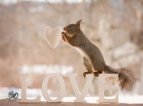 Red Squirrel With A Heart On The Word Love Red Squirrel Wi Flickr