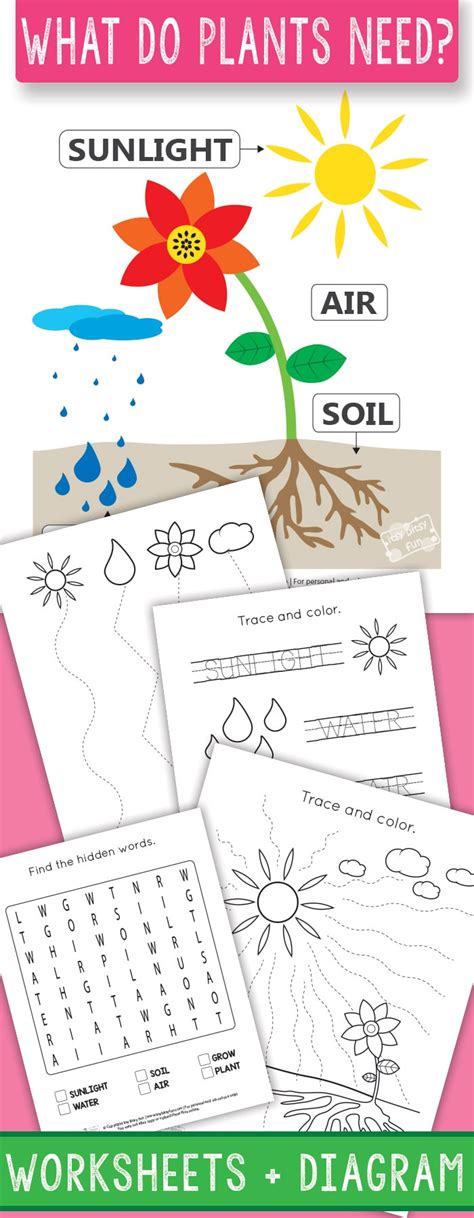 What Do Plants Need To Grow Worksheets Itsy Bitsy Fun