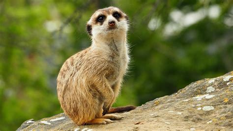 Mongoose Meerkats Flickr