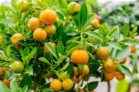 Calamondin Tree Tree Care Growing Citrus Citrus Trees