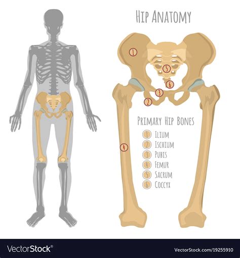 Hip Anatomy Chart