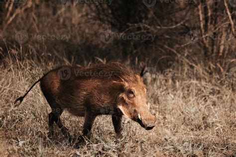 Warthog South Africa 14378233 Stock Photo At Vecteezy