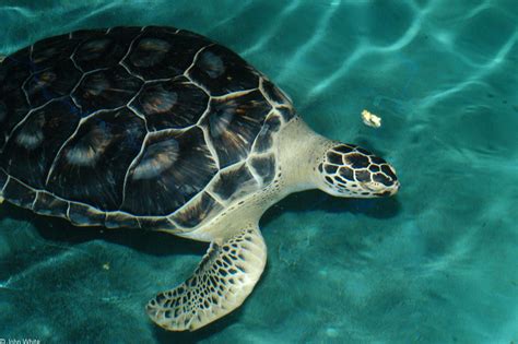 Green Sea Turtle