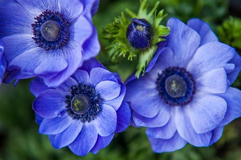 Blue Anemones Flowers Of Holland Photograph By Jenny Rainbow