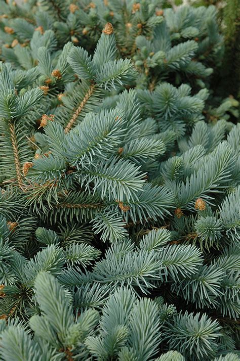 Make sure never to this dwarf tree's foliage appears as a variegated silver and lime green for most of the year. Lundeby's Dwarf Blue Spruce (Picea pungens 'Lundeby's ...