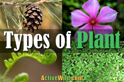 Different Types Of Plant Every Major Group In The Plant Kingdom Plantae