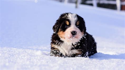Cute Bernese Mountain Dog Puppies Playing In Snow Youtube