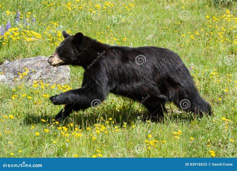 Black Bear Running Through Field Of Green Grass And Yellow Wildflowers